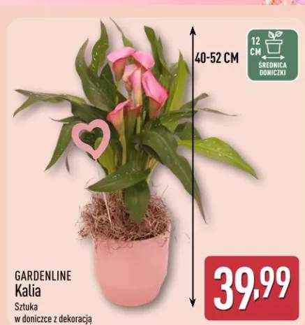 kalia