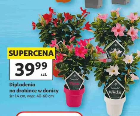 dipladenia