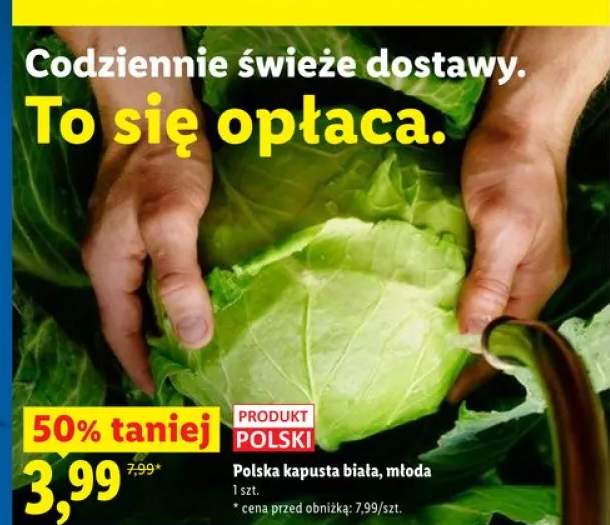 Kapusta biała młoda polska
