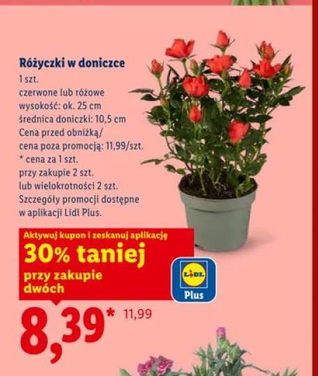 Różyczki w doniczce czerwone