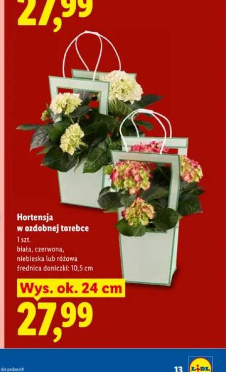 Hortensja w ozdobnej torebce niebieska