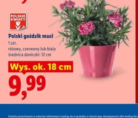 Polski goździk maxi Polskie Kwiaty
