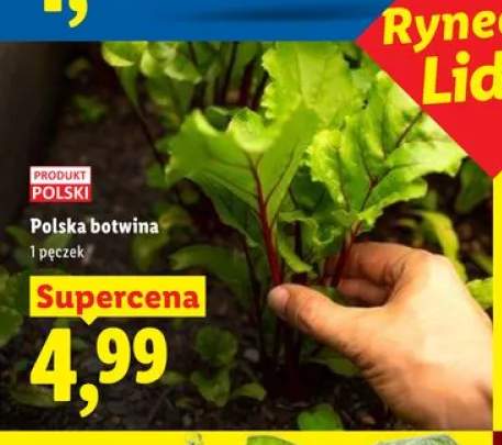 Polska botwina