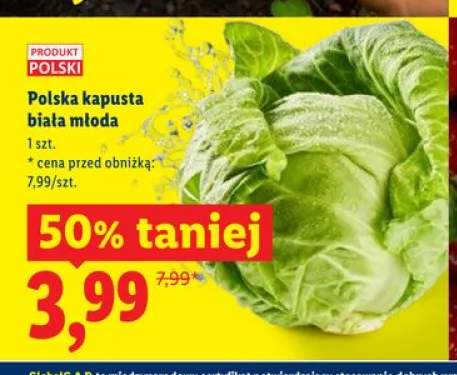 Polska kapusta biała młoda