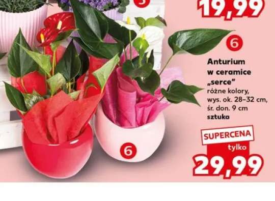 anturium
