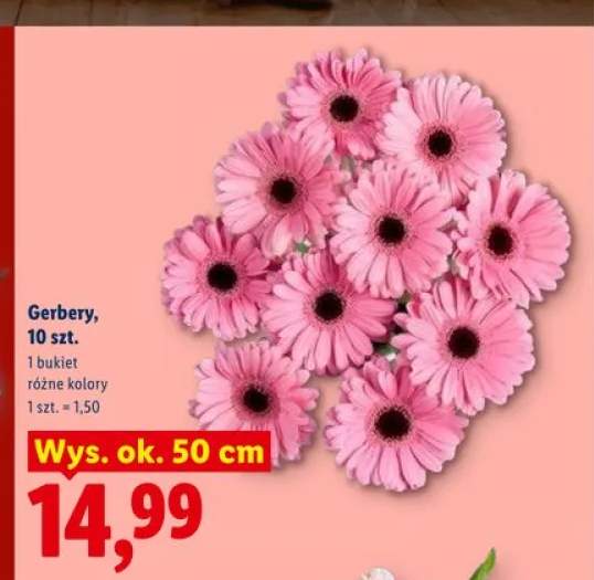 Gerbery 10szt. wys. ok. 50cm