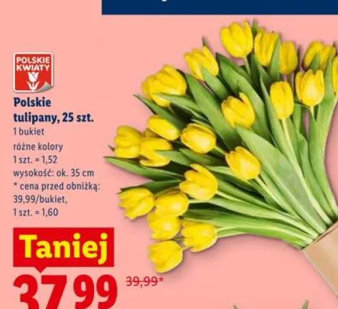 Polskie tulipany wys. ok. 35cm