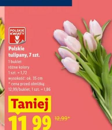 Polskie tulipany wys. ok. 35cm