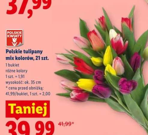Polskie tulipany mix kolorów wys. ok. 35cm
