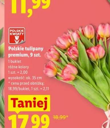 Polskie tulipany premium wys. ok. 35cm