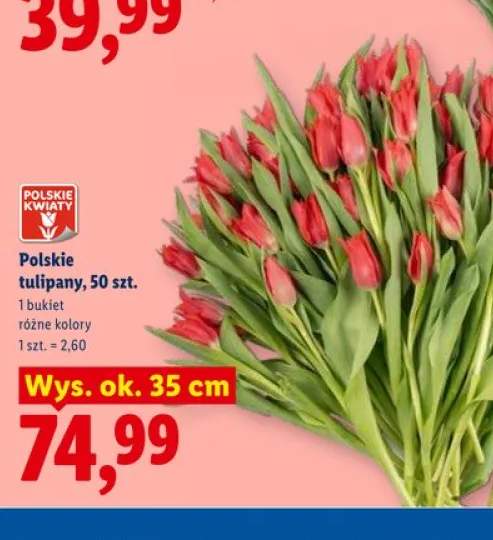 Polskie tulipany wys. ok. 35cm