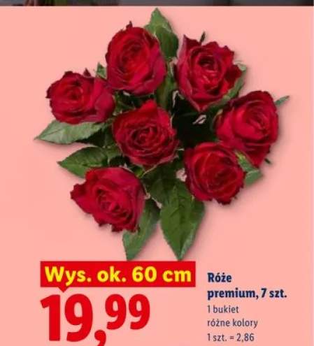 Róże premium wys. ok. 60cm