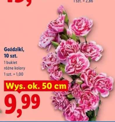 Goździki wys. ok. 50cm