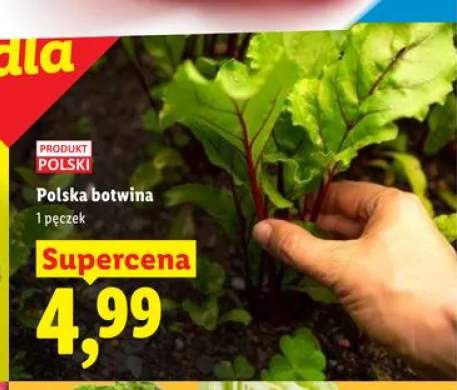 Polska botwina