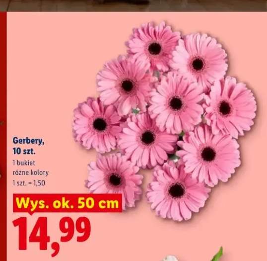 Gerbery 10szt. wys. ok. 50cm