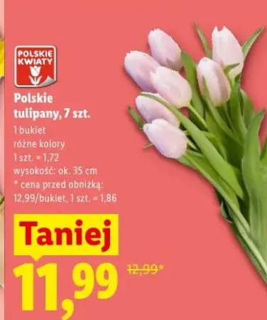 Polskie tulipany wys. ok. 35cm