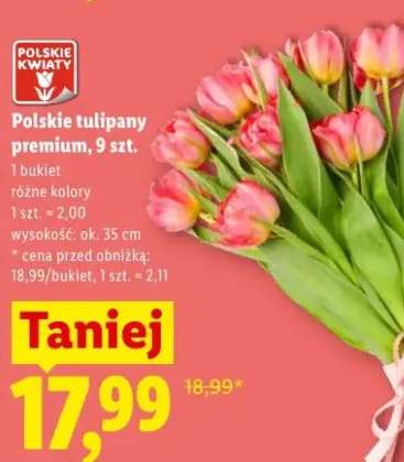 Polskie tulipany premium wys. ok. 35cm