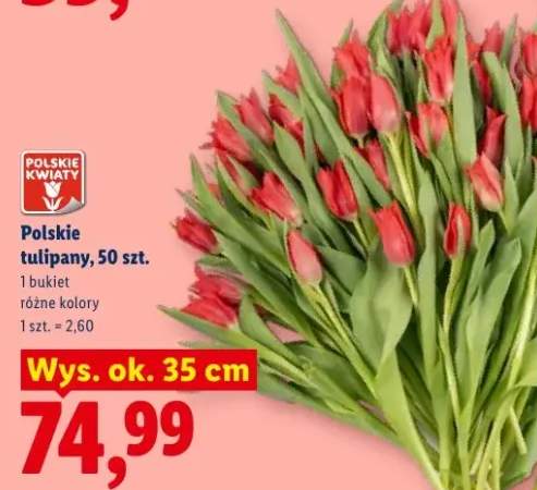 Polskie tulipany wys. ok. 35cm