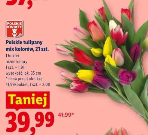 Polskie tulipany mix kolorów wys. ok. 35cm