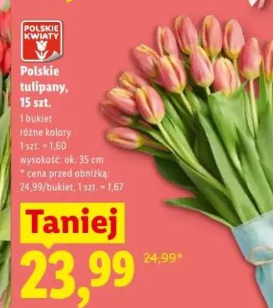 Polskie tulipany wys. ok. 35cm