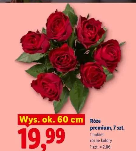 Róże premium wys. ok. 60cm