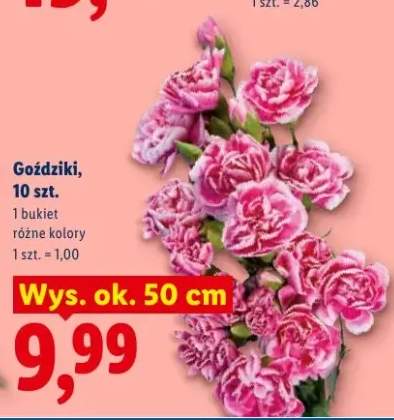 Goździki wys. ok. 50cm