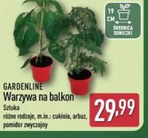 sadzonka warzyw