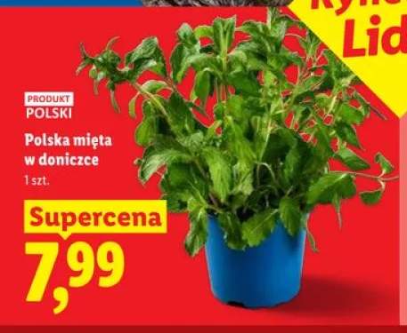Polska mięta w doniczce