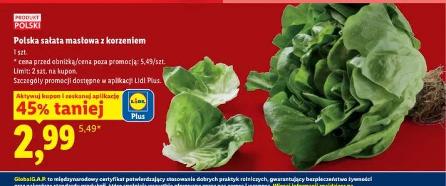 Polska sałata masłowa z korzeniem