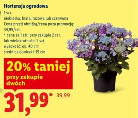 Hortensja ogrodowa niebieska wys. ok. 40cm