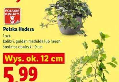 Polska Hedera kolibri wys. ok. 12cm