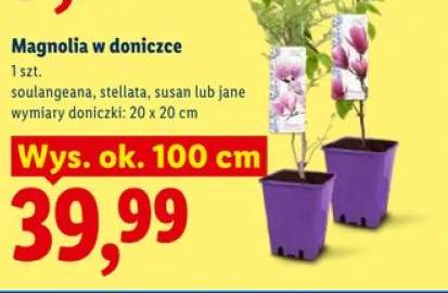 Magnolia w doniczce soulangeana wys. ok. 100cm