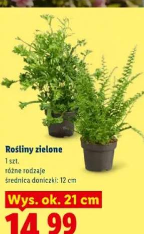 Rośliny zielone