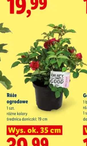 Róże ogrodowe