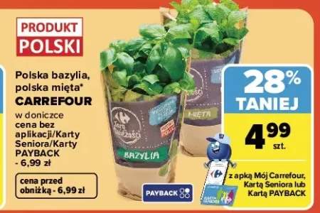 zioła w doniczce