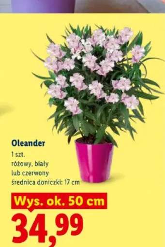 Oleander