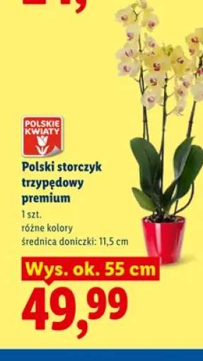 Polski storczyk trzypędowy premium
