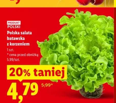 Sałata batawska z korzeniem polska