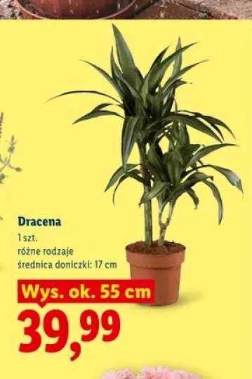 Dracena