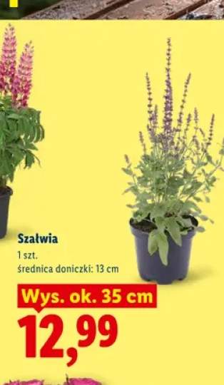 Szałwia