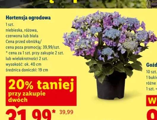 Hortensja ogrodowa czerwona
