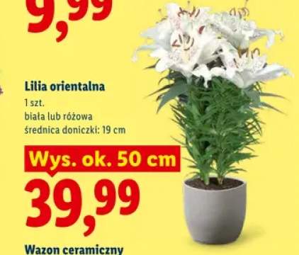 Lilia orientalna biała