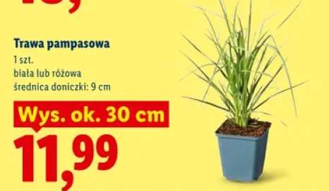 Trawa pampasowa różowa