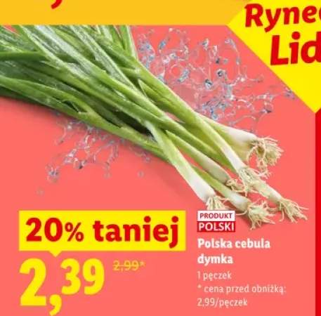 Cebula dymka polska