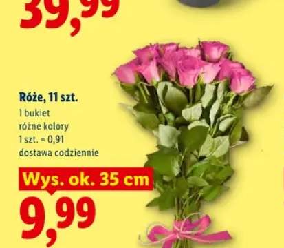 Róże 11-pak wys. ok. 35 cm