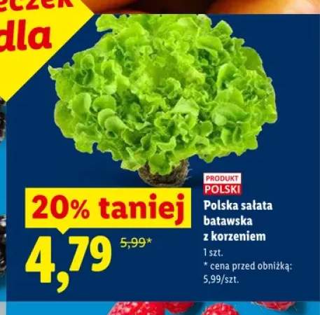 Sałata batawska z korzeniem polska