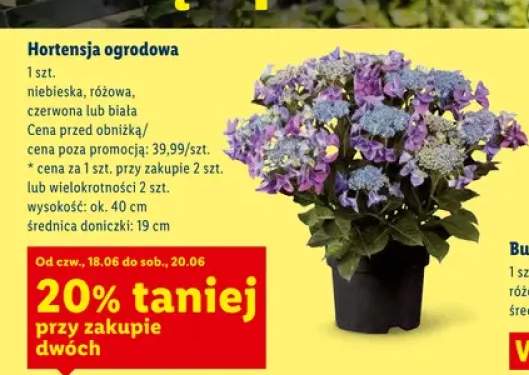 Hortensja ogrodowa niebieska +3 warianty