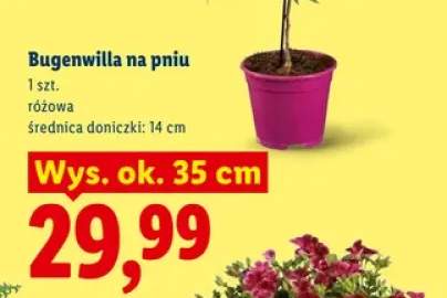 Bugenwilla na pniu różowa