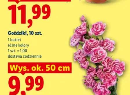Goździki 10-pak