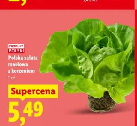 Sałata masłowa z korzeniem polska